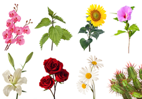 test-de-la-flor